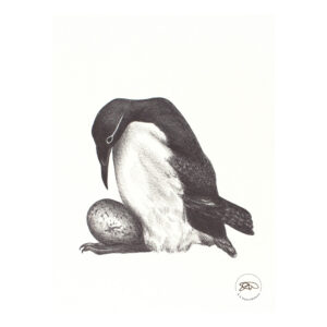 Guillemot