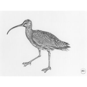 Curlew