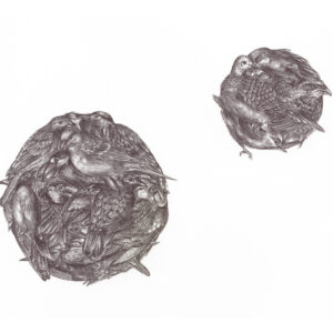 Spheres of Birds