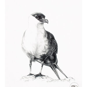 Arctic Skua