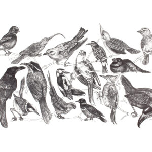 Display of Birds