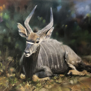 Nyala Bull