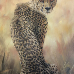 Cheetah looking back