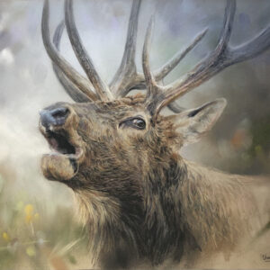 Stag in Rut