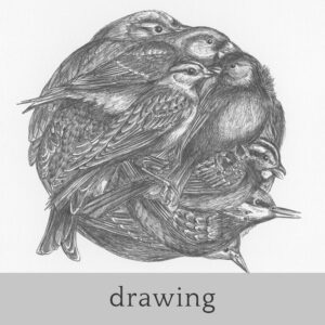 drawings