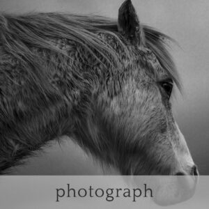 photograph