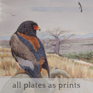 Limited Edition Prints