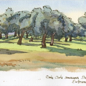 Cork Oaks near Plasencia