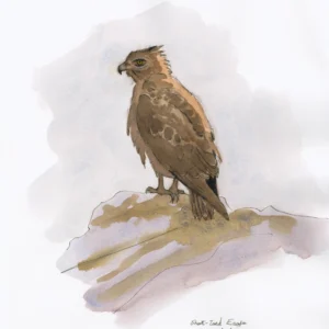 Short-toed Eagle