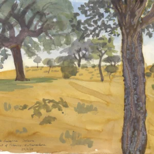 Cork Oaks
