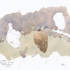 Absent vultures