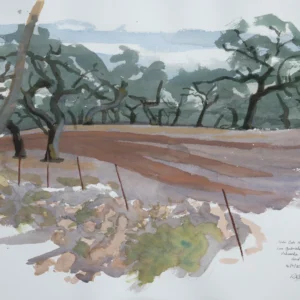Holm Oak Savanna