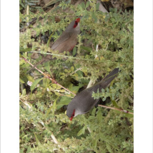 common waxbill