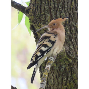 hoopoe