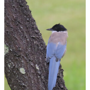 Iberian Magpie