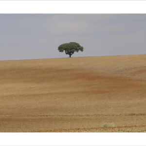 The Lone Tree