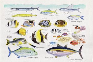 Reef Fish