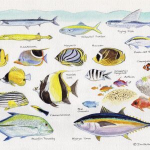 Reef Fish