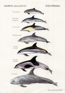 Dolphins