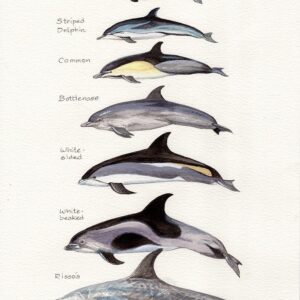 Dolphins