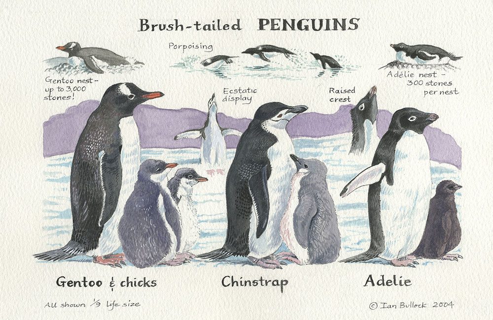 Brush-tailed Penguins
