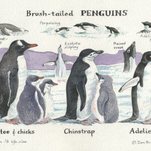 Brush-tailed Penguins