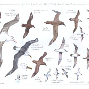 Seabirds of Tristan da Cunha