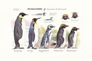 Penguins of Antarctica & Falklands
