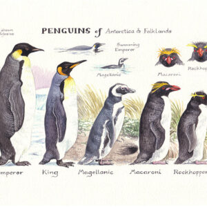 Penguins of Antarctica & Falklands