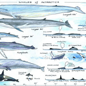 Whales of Antarctica