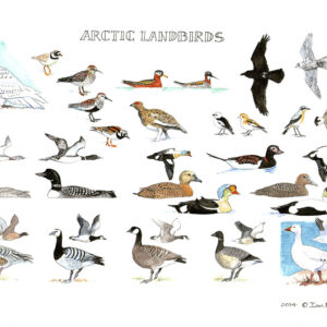 Arctic Landbirds
