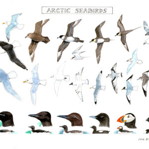 Arctic Seabirds