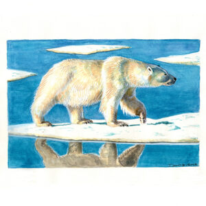 Polar Bear