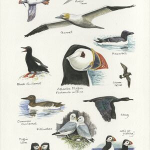 Arctic Seabirds