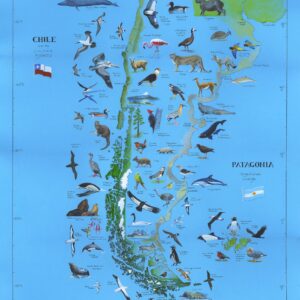 Patagonia Chart