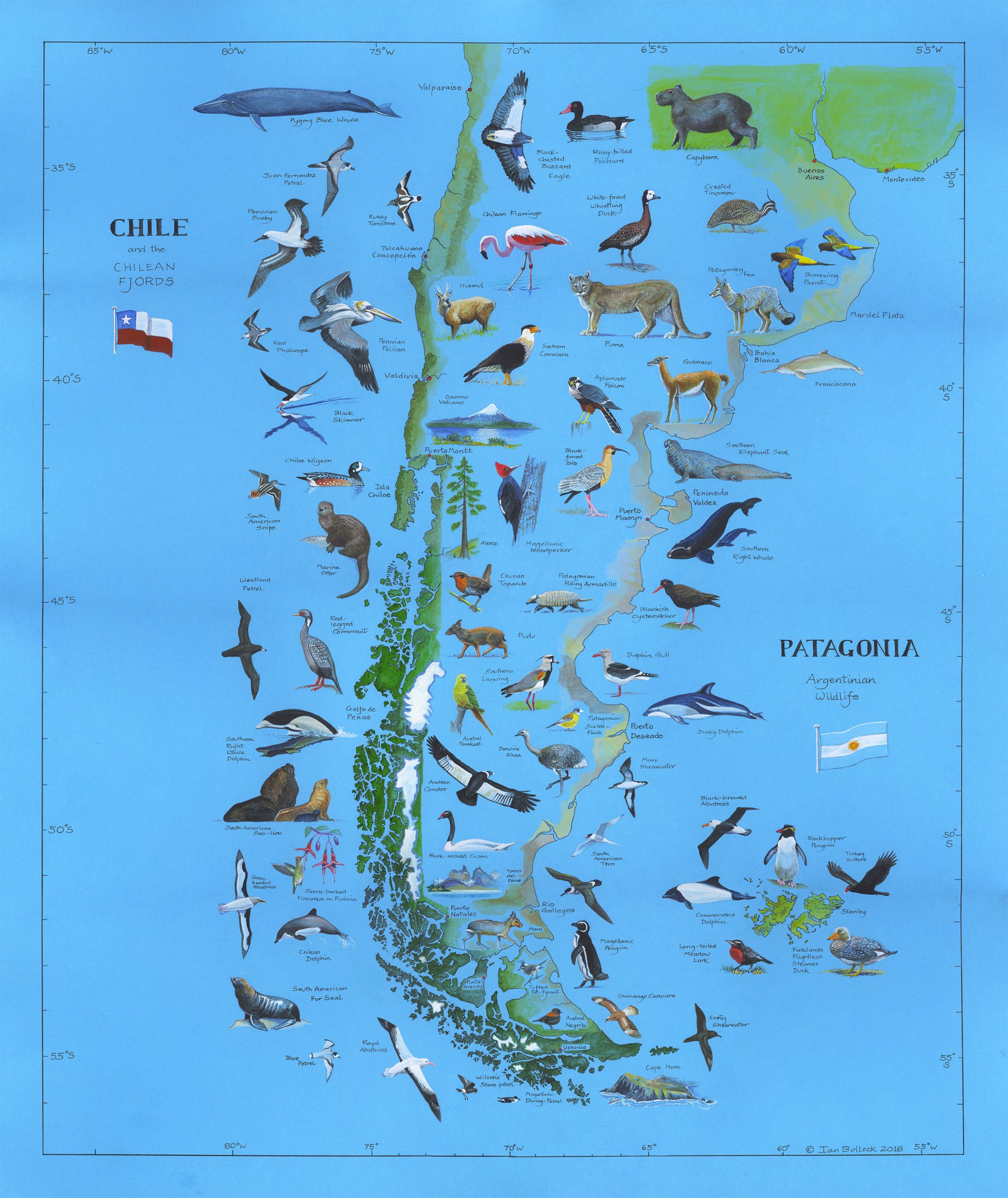Patagonia Chart