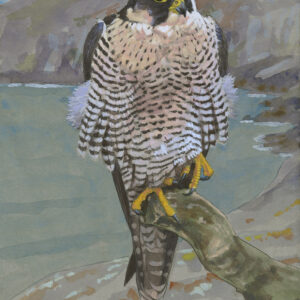Pembrokeshire Falcon
