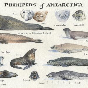 Pinnipeds of Antarctica