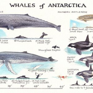 Whales of Antarctica 1