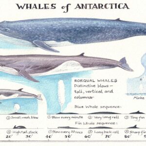 Whales of Antarctica 2
