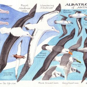 Albatrosses of Antarctica