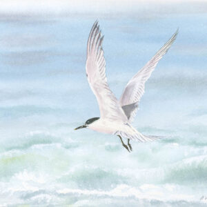 Arctic Tern over a Choppy Sea