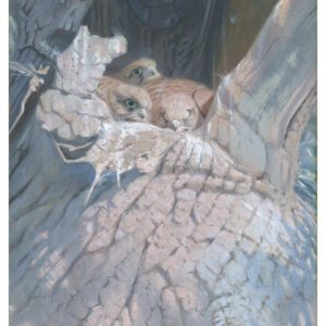 gouache painting of kestrel nest by Paul MacDermot