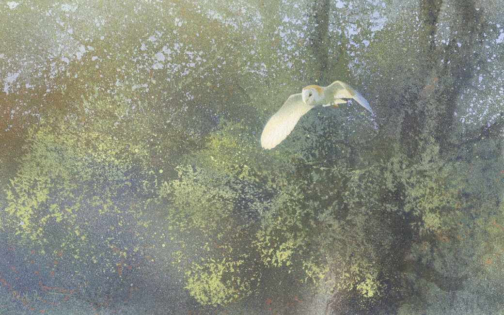 Oil tempera painting of Barn Owl by Paul MacDermot
