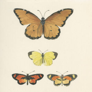 Butterflies, Kenya