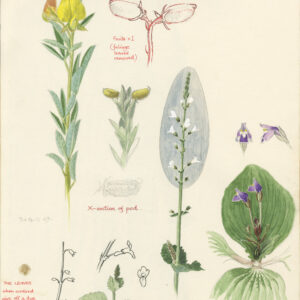 Kenya Plants
